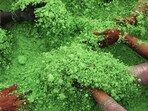 Holi 2024: Organic and herbal colours are safe to play with. We should be mindful of the quality of the colours that we are using.(Parveen Kumar / HT Photo)