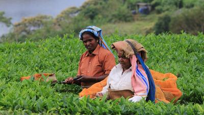 A workshop was conducted by the FSSAI in Tamil Nadu’s Coonoor district. (AJP/Shutterstock) A workshop was conducted by the FSSAI in Tamil Nadu’s Coonoor district. (AJP/Shutterstock)