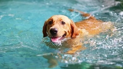 The disease is caused by the liver fluke Heterobilharzia americana. (Unsplash) The disease is caused by the liver fluke Heterobilharzia americana. (Unsplash)
