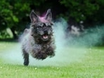 While partaking in Holi fun and festivities is much-awaited by everyone, our furry companions need a safe environment amid all the noise and chaos that the festival may bring with it. While partaking in Holi fun and festivities is much-awaited by everyone, our furry companions need a safe environment amid all the noise and chaos that the festival may bring with it.