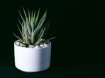 zebra_haworthia