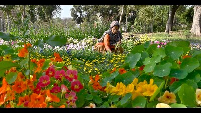 Main attraction of the garden was eight varieties of tulips, which drew people from the Ludhiana. (Gurpreet Singh/HT Photo)