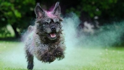 While partaking in Holi fun and festivities is much-awaited by everyone, our furry companions need a safe environment amid all the noise and chaos that the festival may bring with it. (Freepik) While partaking in Holi fun and festivities is much-awaited by everyone, our furry companions need a safe environment amid all the noise and chaos that the festival may bring with it. (Freepik)