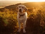 A reporter sent her DNA to four pet testing facilities, and one of them identified her as a dog (Representational image). A reporter sent her DNA to four pet testing facilities, and one of them identified her as a dog (Representational image).