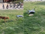 'Real dog vs robot dog' at IIT Kanpur. 'Real dog vs robot dog' at IIT Kanpur.