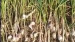 The farmers are hoping that the price of garlic will increase further and they guard their crop. (Representative Image)