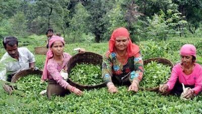 Annual production of Kangra tea hovers at around 9 to 10 lakh kg, much lower than the 17 to 18 lakh kg produced a few decades ago. (HT File) Annual production of Kangra tea hovers at around 9 to 10 lakh kg, much lower than the 17 to 18 lakh kg produced a few decades ago. (HT File)