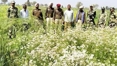 Border Security Force and Punjab Police personnel conducted a joint operation and busted an illegal opium cultivation racket at Chak Khewa Dhani Bachan in Fazilka on Monday. (HT Photo)
