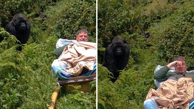 The image shows a gorilla standing just a few feet from a man. (Instagram/@camscott_wild) The image shows a gorilla standing just a few feet from a man. (Instagram/@camscott_wild)