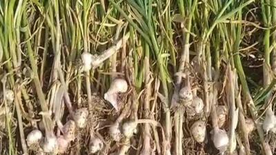 The farmers are hoping that the price of garlic will increase further and they guard their crop. (Representative Image) The farmers are hoping that the price of garlic will increase further and they guard their crop. (Representative Image)