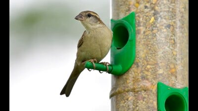 The number of house sparrows has witnessed a rapid decline in recent years. (Gurpreet Singh/HT Photo)