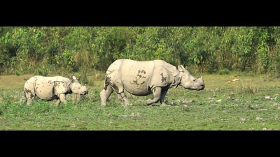 To prevent inbreeding, UP rhinos set to woo partners in Nepal (sourced) To prevent inbreeding, UP rhinos set to woo partners in Nepal (sourced)