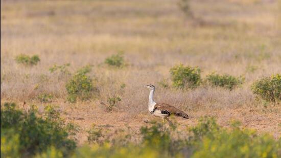 The bird is listed as critically endangered by the International Union for Conservation of Nature (IUCN) in its Red List of threatened species. (Shutterstock)