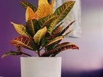 croton_-_unsplash