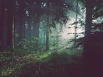 Every year, World Forestry Day is observed on March 21. Every year, World Forestry Day is observed on March 21.