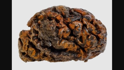 “Human brains preserved spontaneously worldwide, dating back to the last Ice Age,” wrote a researcher while sharing this image on X. (X/@MortonHayward) “Human brains preserved spontaneously worldwide, dating back to the last Ice Age,” wrote a researcher while sharing this image on X. (X/@MortonHayward)