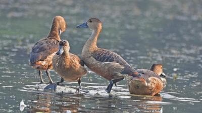 Of the resident wild ducks found in Poona, the most usual, but by no means common or abundant, was the small cinnamon-coloured Lesser Whistling Teal. Poona was poorly supplied with game birds. Except for quail, and on rare occasions duck and snipe, no large bags were made in and around the city. ((PIC FOR REPRESENTATION)) Of the resident wild ducks found in Poona, the most usual, but by no means common or abundant, was the small cinnamon-coloured Lesser Whistling Teal. Poona was poorly supplied with game birds. Except for quail, and on rare occasions duck and snipe, no large bags were made in and around the city. ((PIC FOR REPRESENTATION))