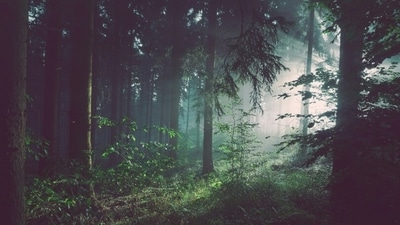 Every year, World Forestry Day is observed on March 21. (Unsplash) Every year, World Forestry Day is observed on March 21. (Unsplash)