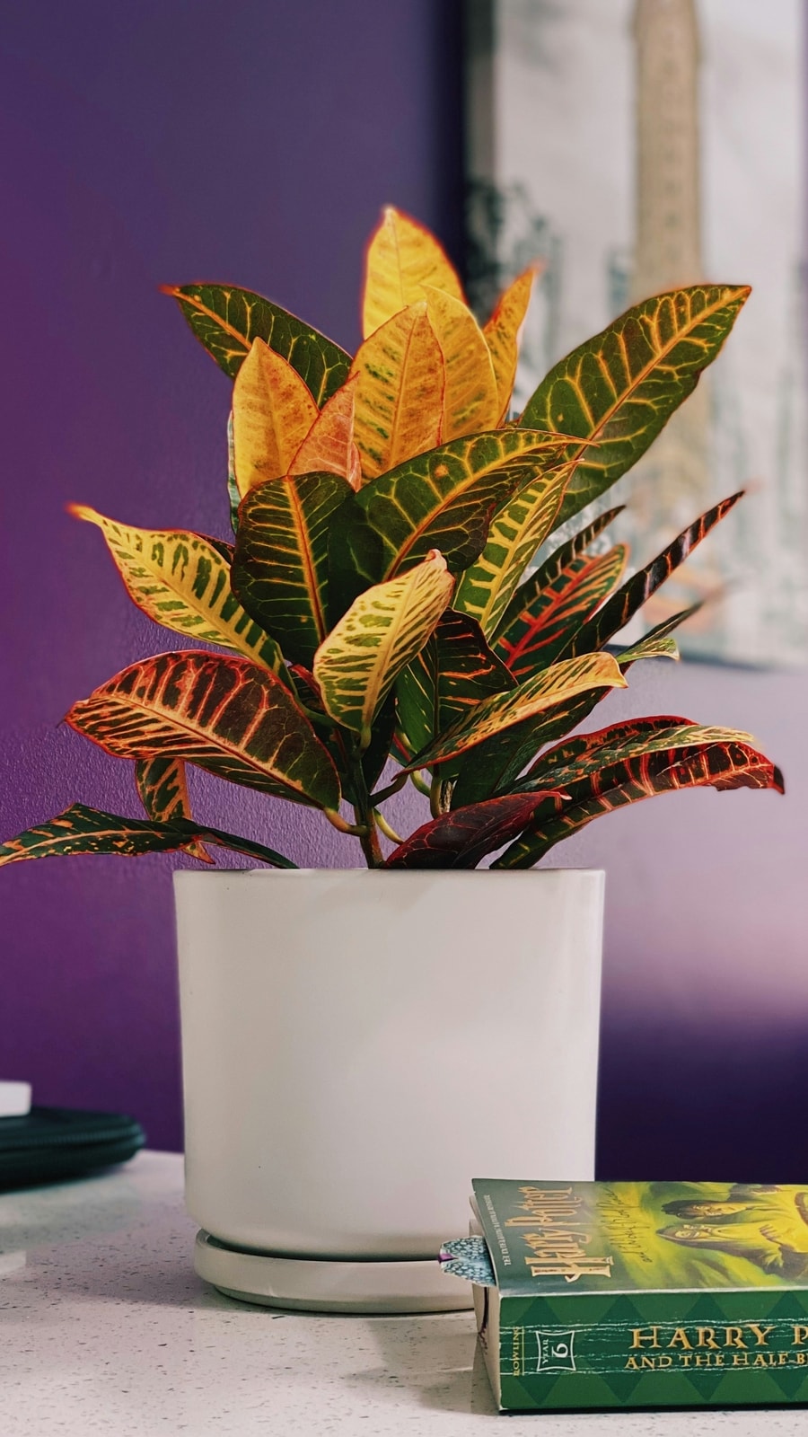 croton_-_unsplash