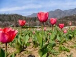 Tulips bloom at Indira Gandhi Memorial Tulip Garden which is set to open on March 23, in Srinagar on Wednesday. 