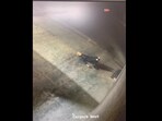 Snapshot of the burglar breaking into the bakery. Snapshot of the burglar breaking into the bakery.