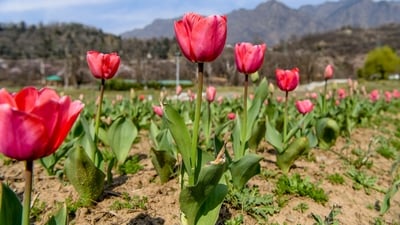 Tulips bloom at Indira Gandhi Memorial Tulip Garden which is set to open on March 23, in Srinagar on Wednesday. (ANI Photo) Tulips bloom at Indira Gandhi Memorial Tulip Garden which is set to open on March 23, in Srinagar on Wednesday. (ANI Photo)