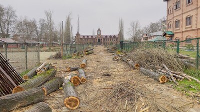 Amar Singh College, the second oldest college in Kashmir established in 1913, has axed scores of its towering poplar trees which over the years had become synonymous with its identity along with the 114-year-old heritage building of the institute. (Waseem Andrabi /HT) Amar Singh College, the second oldest college in Kashmir established in 1913, has axed scores of its towering poplar trees which over the years had become synonymous with its identity along with the 114-year-old heritage building of the institute. (Waseem Andrabi /HT)