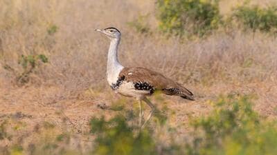 GIB is listed as Critically Endangered by International Union for Conservation of Nature (Shutterstock) GIB is listed as Critically Endangered by International Union for Conservation of Nature (Shutterstock)