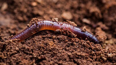 Researchers at the Central University of Odisha (CUO) in collaboration with scientists from Kerala’s Mahatma Gandhi University have unearthed two new earthworm species in the eastern state, officials said. (Representational picture) (Getty Images)