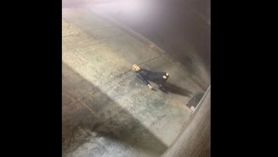 Snapshot of the burglar breaking into the bakery. (Instagram/@Phillippa's Bakery) Snapshot of the burglar breaking into the bakery. (Instagram/@Phillippa's Bakery)