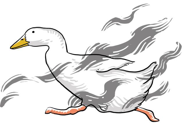 Duck has escaped the Asian kitchen and is across different cuisines across India. (Mohit Suneja) Duck has escaped the Asian kitchen and is across different cuisines across India. (Mohit Suneja)