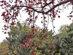 Delhiites are using the flowers of trees like semal, this spring, to make natural floral gulal at home.