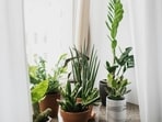 Plants_for_windows