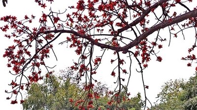 Delhiites are using the flowers of trees like semal, this spring, to make natural floral gulal at home. (Photo: Raajessh Kashyap/HT)