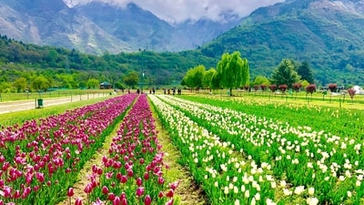 The beautiful Tulip Garden in Kashmir that will reopen to tourists this weekend (Shutterstock)