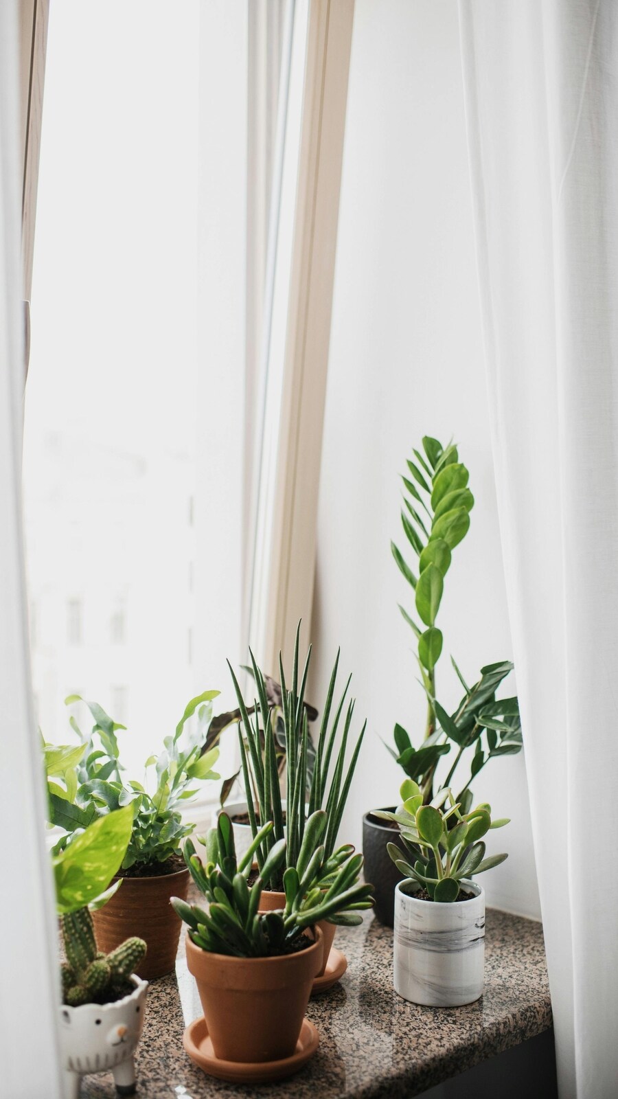 Plants_for_windows