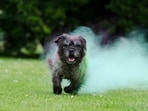 Celebrating Holi with your furry companions can be a joyful experience, but it's essential to ensure their safety and well-being during the festivities. Here are seven tips to help you enjoy a colourful and safe Holi with your beloved pets.&nbsp;(Pixabay)