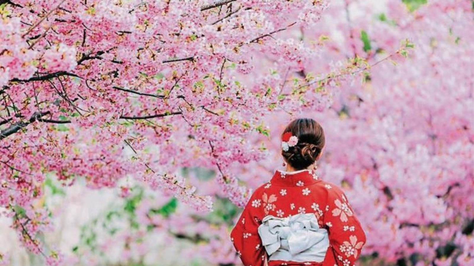Top 10 Cherry Blossom destinations to visit in the U.S. this year: Spring's finest in full bloom - Vimarsana News