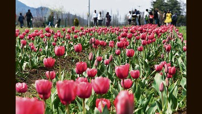 A total of 73 varieties of tulips will be on display at the Indira Gandhi Memorial Tulip Garden in Srinagar (Waseem Andrabi/HT) A total of 73 varieties of tulips will be on display at the Indira Gandhi Memorial Tulip Garden in Srinagar (Waseem Andrabi/HT)