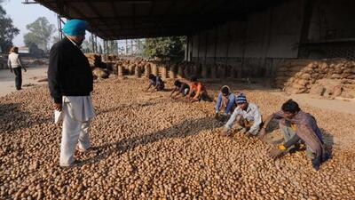 In 2018, the Centre had banned movement of seed potatoes from hill states to plains (HT File) In 2018, the Centre had banned movement of seed potatoes from hill states to plains (HT File)