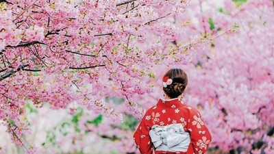 In Tokyo’s cherry blossom season, which begins in March, you can find cherry blossoms in the city’s parks and suburban streets, where locals and tourists alike gather to look at them. (Shutterstock) In Tokyo’s cherry blossom season, which begins in March, you can find cherry blossoms in the city’s parks and suburban streets, where locals and tourists alike gather to look at them. (Shutterstock)