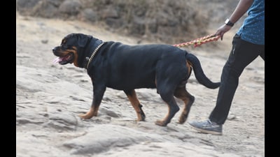 The Animal Husbandry department on Friday issued orders to all registered breeders to stop breeding, selling and keeping these 23 foreign dog breeds claimed to be ferocious or dangerous, said the officials. (MAHENDRA KOLHE/ PIC FOR REPRESENTATIONAL USE) The Animal Husbandry department on Friday issued orders to all registered breeders to stop breeding, selling and keeping these 23 foreign dog breeds claimed to be ferocious or dangerous, said the officials. (MAHENDRA KOLHE/ PIC FOR REPRESENTATIONAL USE)