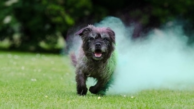 Celebrating Holi with your furry companions can be a joyful experience, but it's essential to ensure their safety and well-being during the festivities. Here are seven tips to help you enjoy a colourful and safe Holi with your beloved pets. (Pixabay) Celebrating Holi with your furry companions can be a joyful experience, but it's essential to ensure their safety and well-being during the festivities. Here are seven tips to help you enjoy a colourful and safe Holi with your beloved pets. (Pixabay)