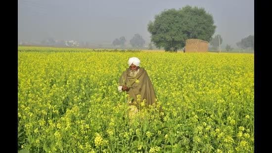 Officials said that the procurement will be done based on data entered on the “Meri Fasal-Mera Byora” portal, payment for which will be directly credited to the accounts of registered farmers via direct benefit transfer (DBT). (HT File)