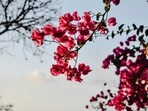 Bougainvillea