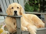 In the study, the dogs were presented with objects -- sometimes matching the word their owner said and sometimes not -- and their brain's electrical activity was measured. In the study, the dogs were presented with objects -- sometimes matching the word their owner said and sometimes not -- and their brain's electrical activity was measured.
