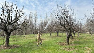 A farmer sprays pesticides in an orchard on a sunny spring day in the outskirts of Srinagar on Sunday. (Photo By Waseem Andrabi /Hindustan Times) A farmer sprays pesticides in an orchard on a sunny spring day in the outskirts of Srinagar on Sunday. (Photo By Waseem Andrabi /Hindustan Times)