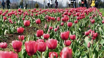 The Indira Gandhi Memorial Tulip Garden, earlier known as Siraj Bagh, was opened to the public as tulips of different colours have started to bloom, Floriculture Department officials said. (HT Photo/Waseem Andrabi) The Indira Gandhi Memorial Tulip Garden, earlier known as Siraj Bagh, was opened to the public as tulips of different colours have started to bloom, Floriculture Department officials said. (HT Photo/Waseem Andrabi)