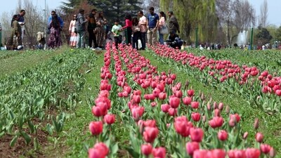 Tulips bloom at Indira Gandhi Memorial Tulip Garden after it was opened to the public, in Srinagar on Saturday. (ANI) Tulips bloom at Indira Gandhi Memorial Tulip Garden after it was opened to the public, in Srinagar on Saturday. (ANI)