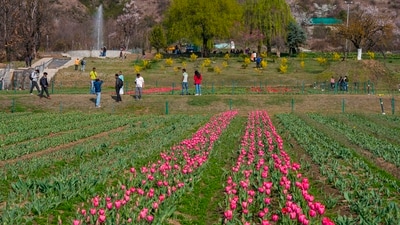 "When the garden blooms fully, there will be a rainbow of tulips," department officials said. (PTI) "When the garden blooms fully, there will be a rainbow of tulips," department officials said. (PTI)